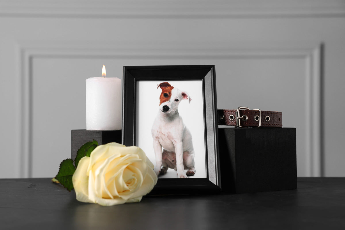 Framed photograph of a dog beside a lit candle, pale rose and dog collar.