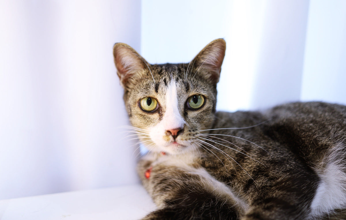 Tabby-and-white cat with open eyes resting indoors.