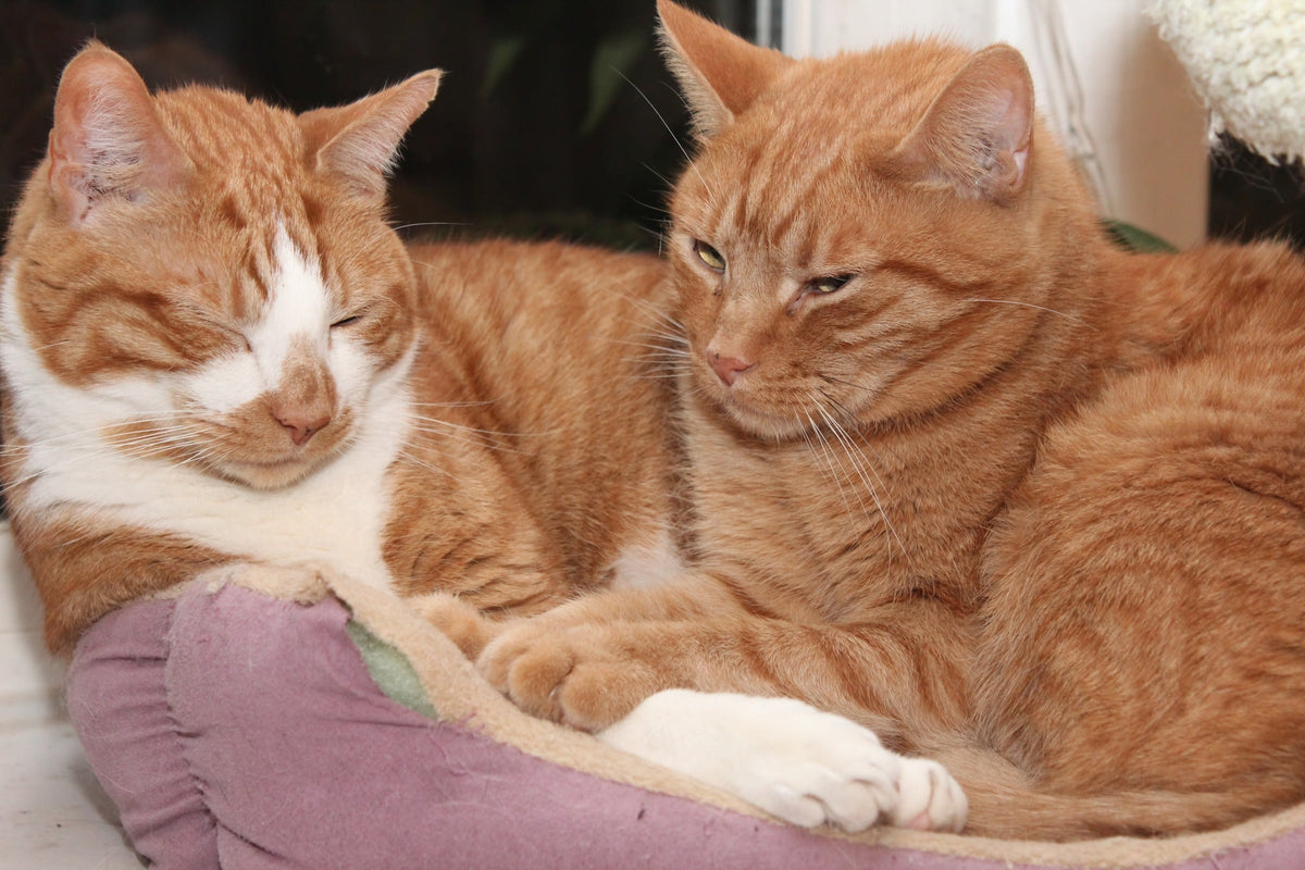 Two orange cats resting together in a cushioned pet bed.
