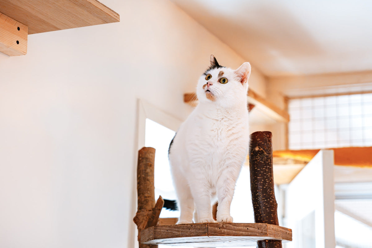 White cat with dark markings sitting on a raised wooden perch.