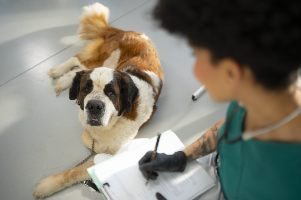 Veterinary professional taking notes beside a large brown-and-white dog in a clinic.