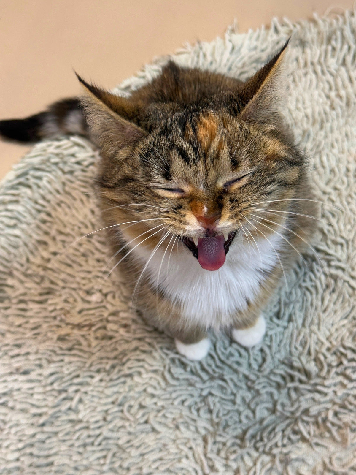 Tabby-and-white cat with its mouth open on a textured blanket.