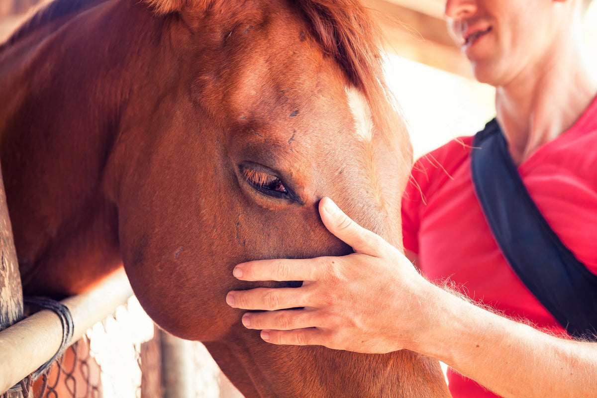Person stroking a chestnut horse's face beside a fence.
