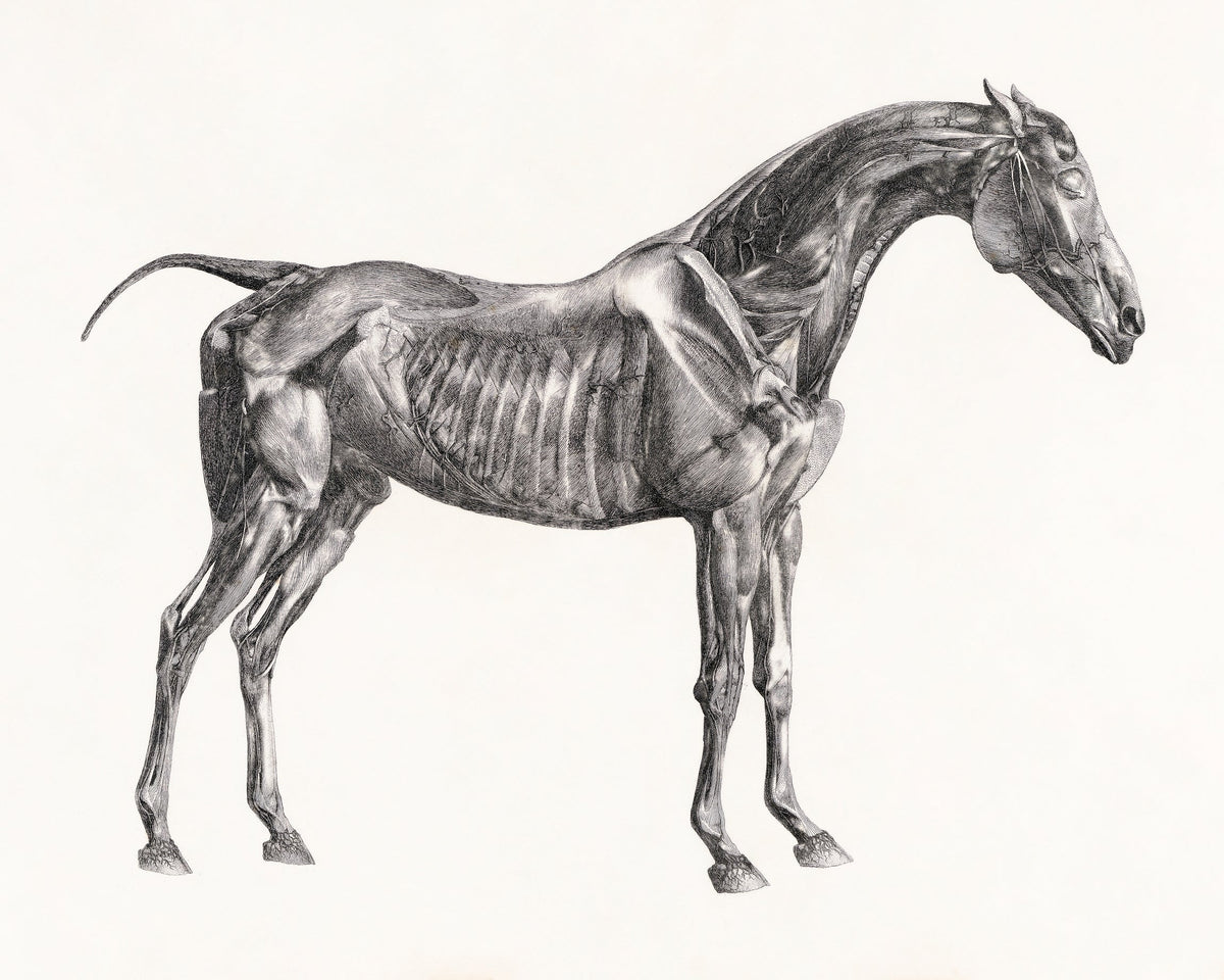 Grayscale illustration showing the muscles and bones of a horse in side view.