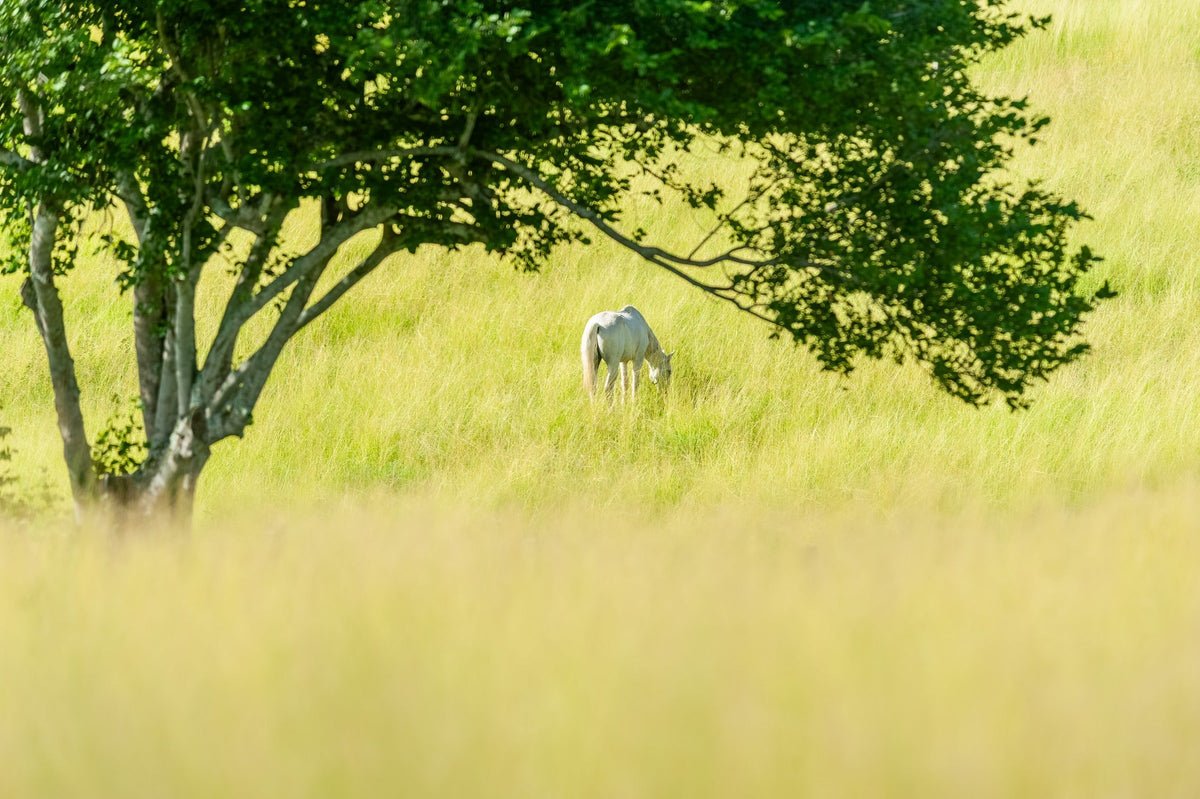 Pale horse grazing in tall green grass beneath a leafy tree.