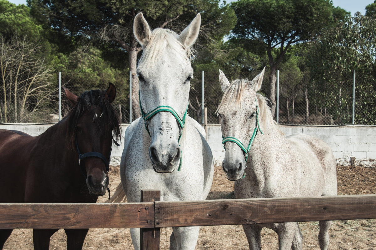 Two white horses and a dark brown horse wearing halters behind a wooden fence.