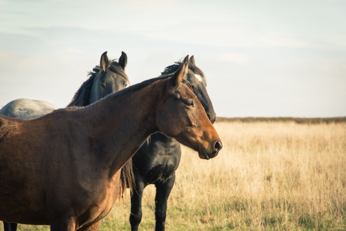Three horses standing together in a dry grassy field.