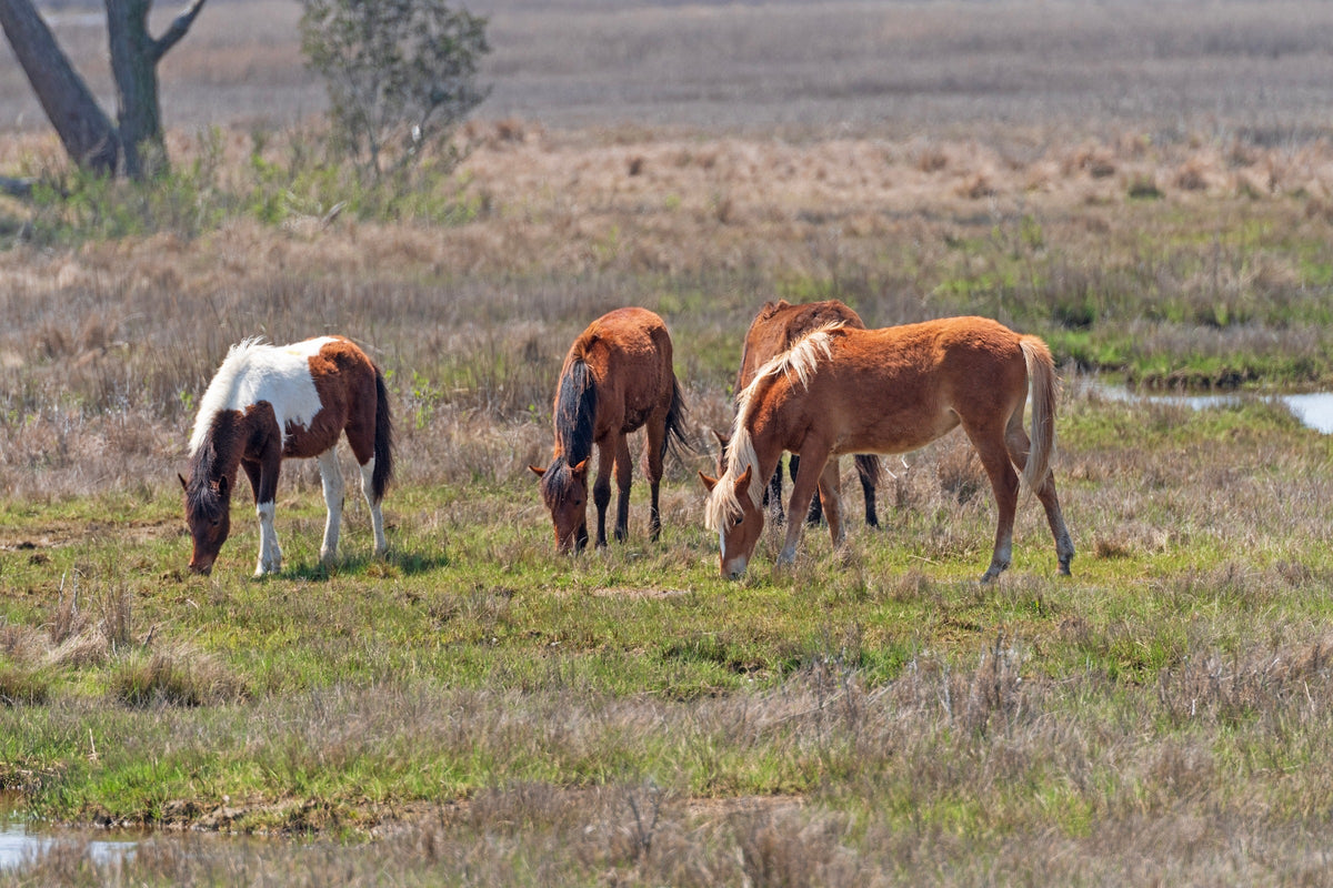 Three ponies grazing beside a wetland.