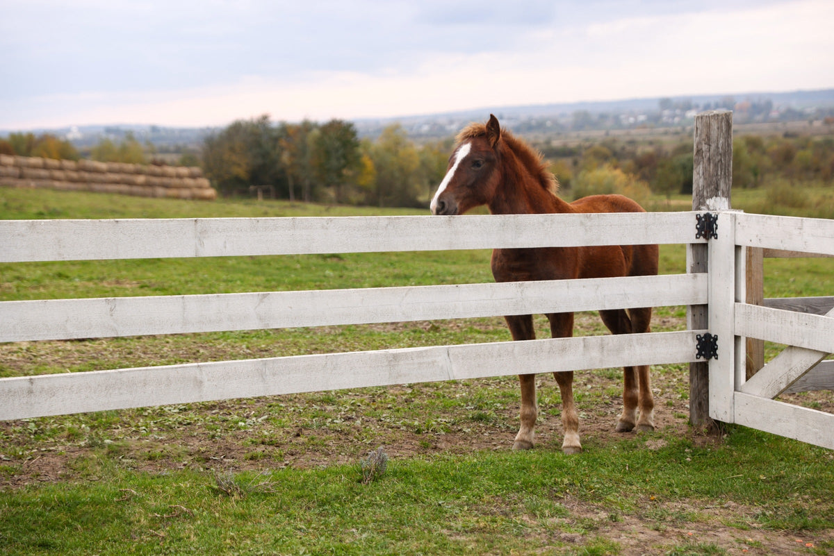 Chestnut horse standing behind a white wooden fence.