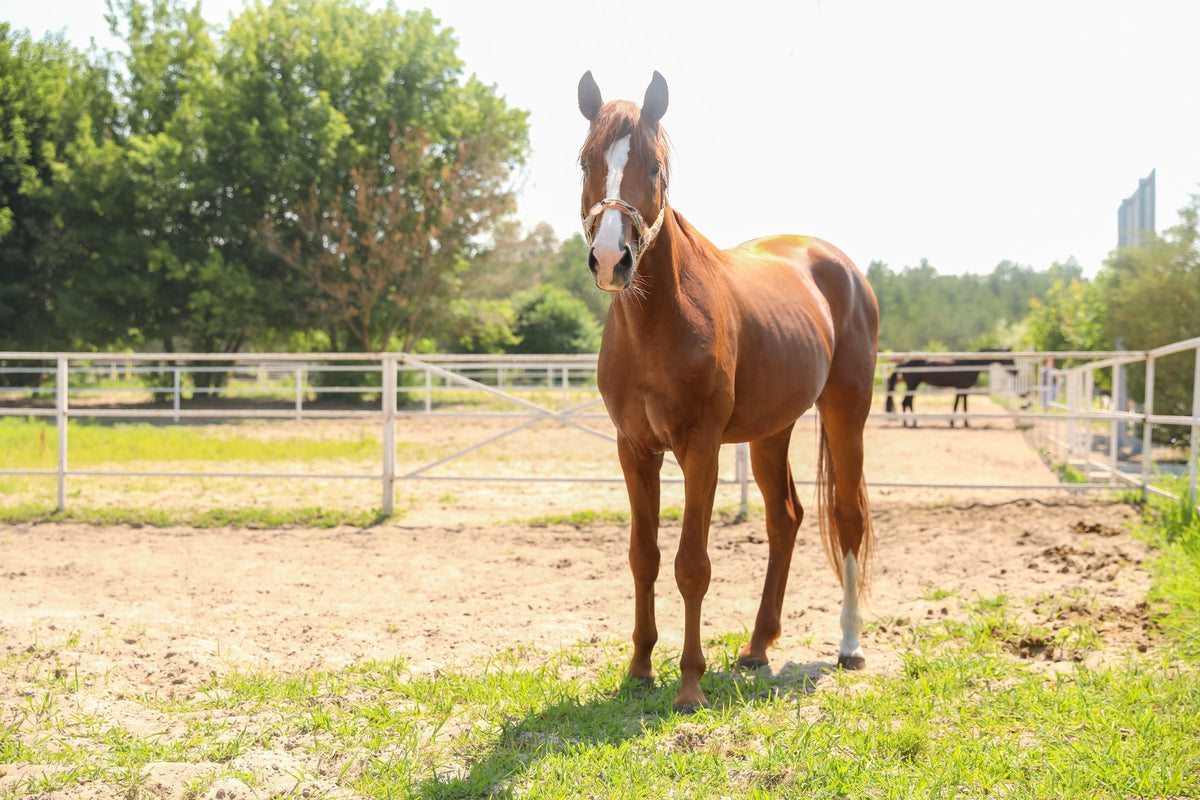 Chestnut horse with a white facial blaze standing in a sunlit paddock.