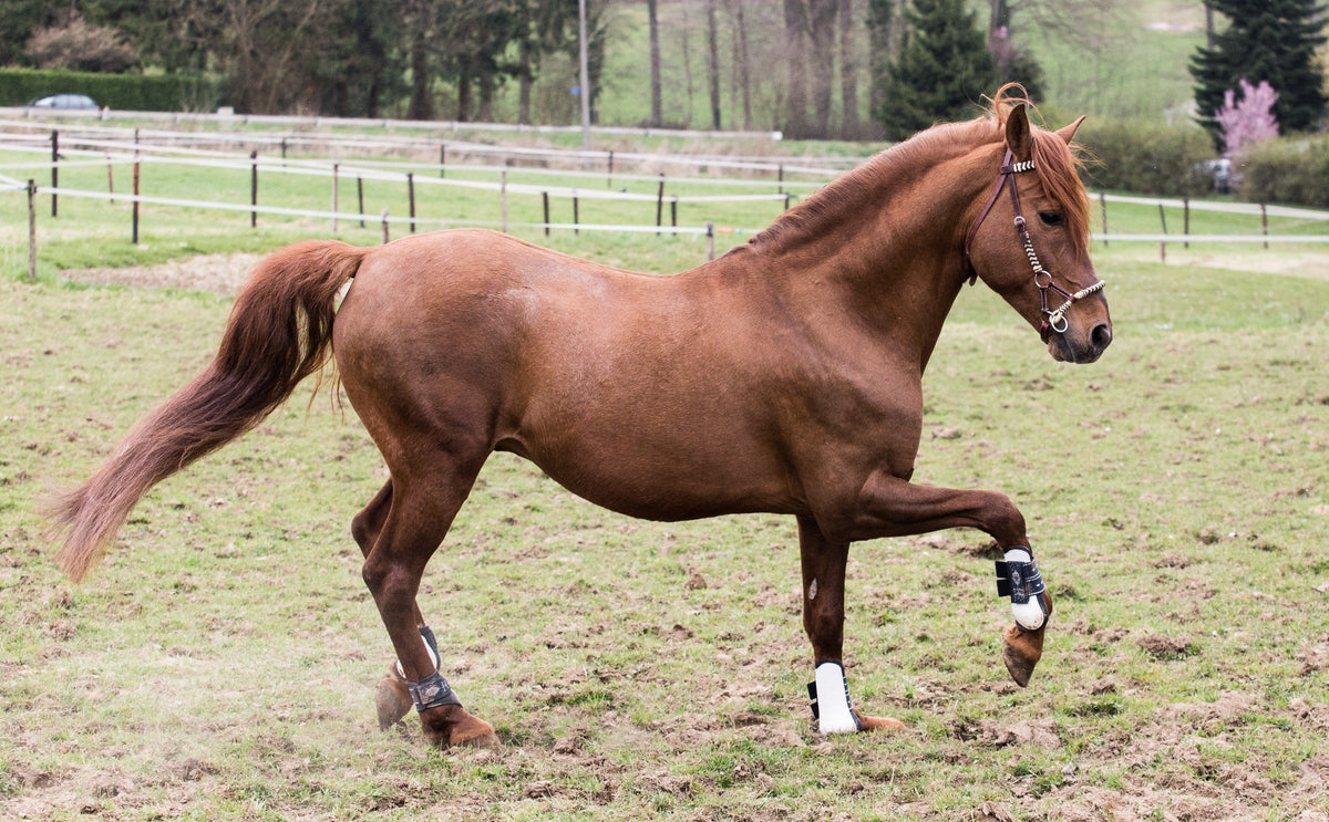 Chestnut horse trotting in a fenced paddock.