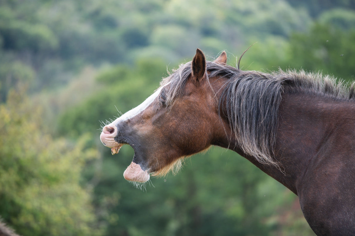 Brown horse with a white facial blaze and its mouth open outdoors.
