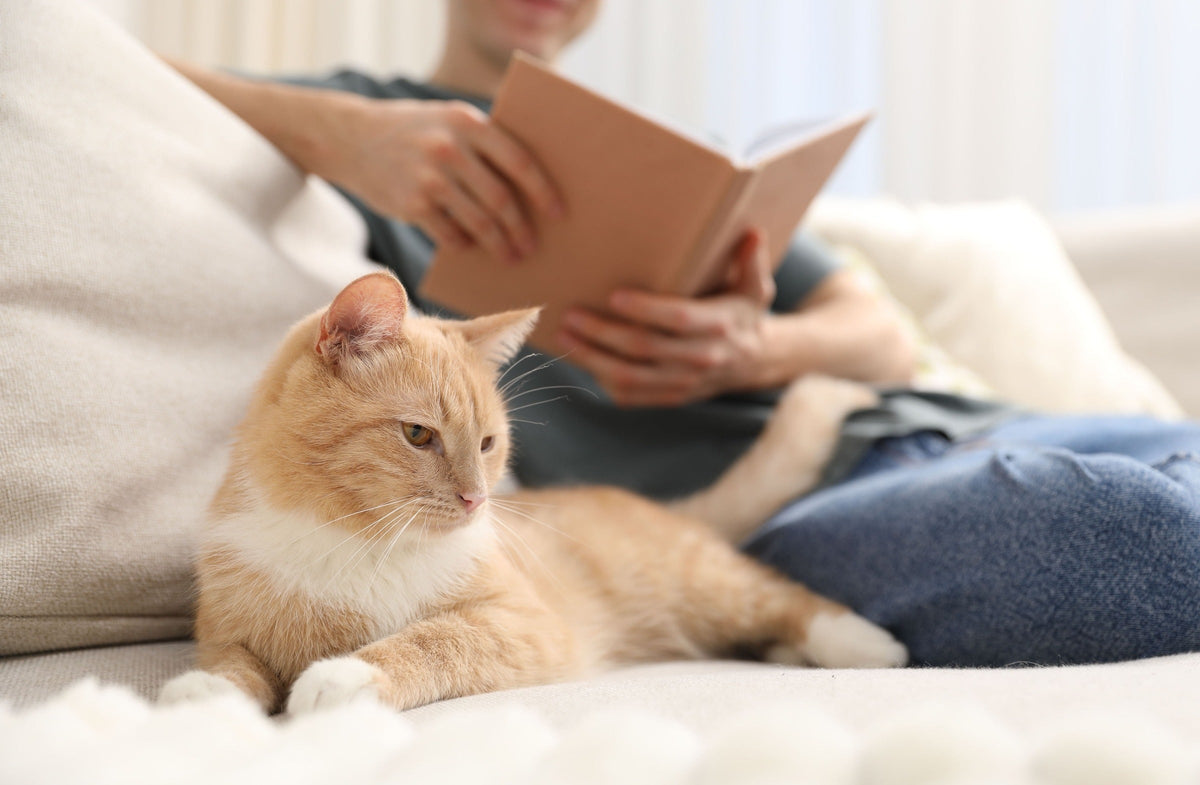 Orange-and-white cat resting on a sofa beside a person reading a book.