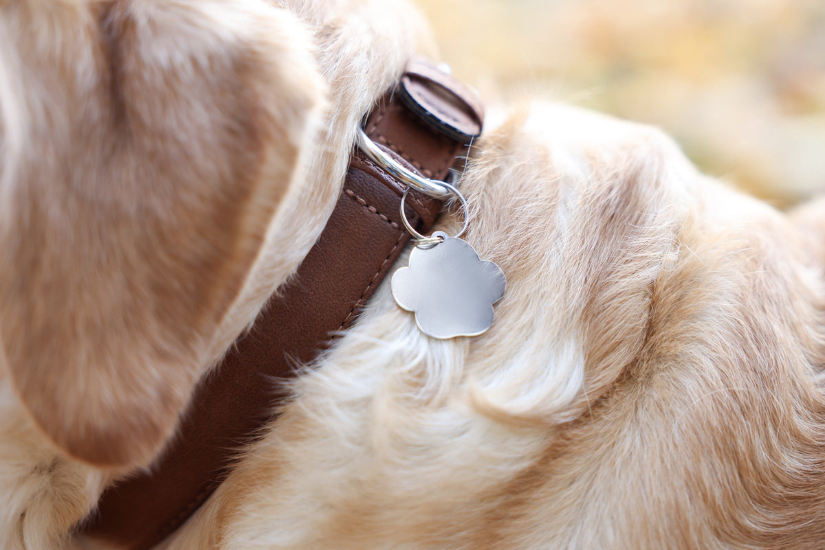 Close-up of a light-coloured dog's brown collar and flower-shaped identification tag.
