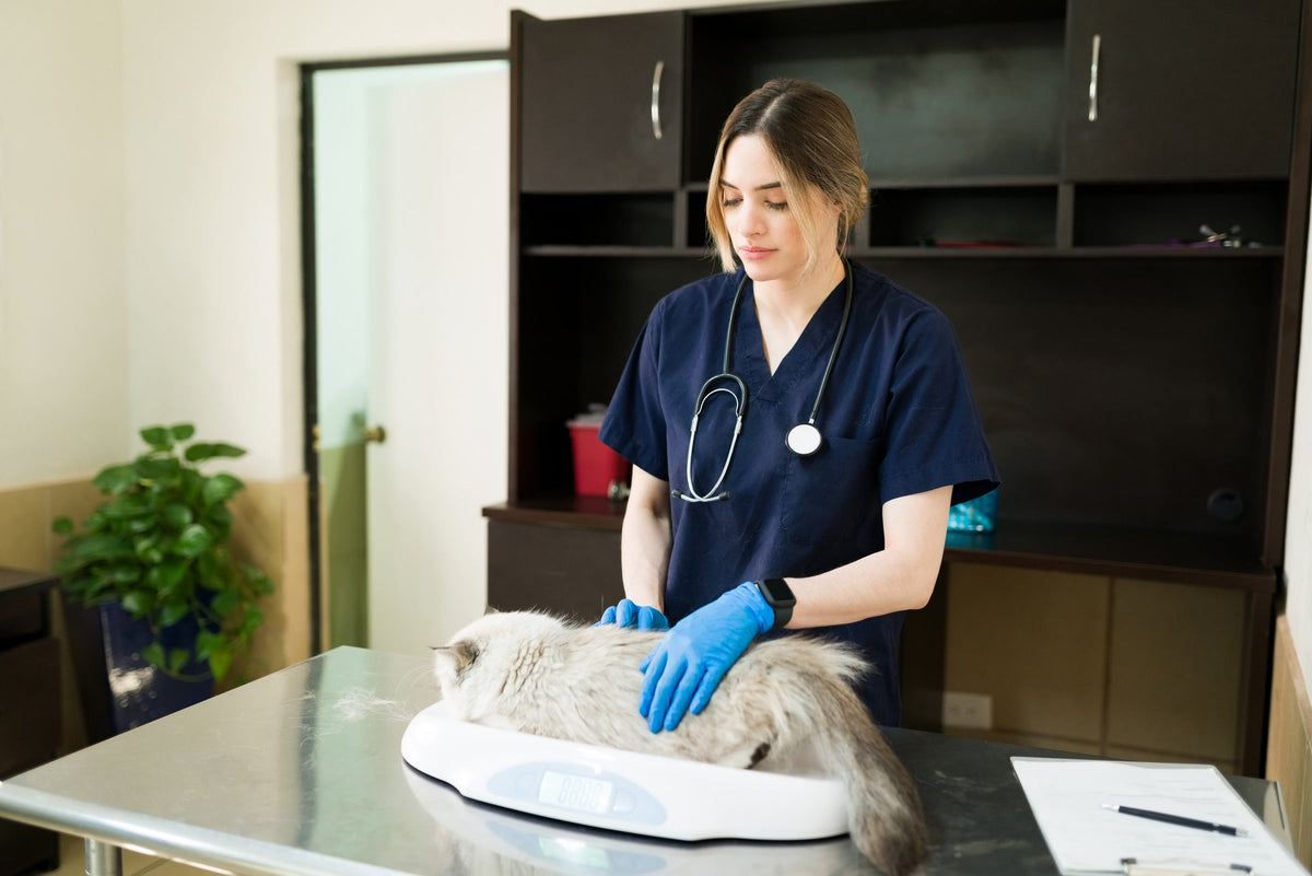 Veterinary professional weighing a long-haired cat on a clinic scale.