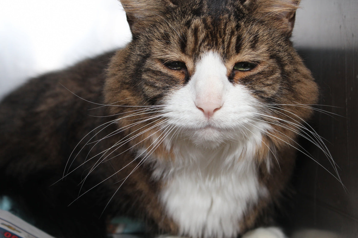 Close-up of a tabby-and-white cat's face showing its long white whiskers.