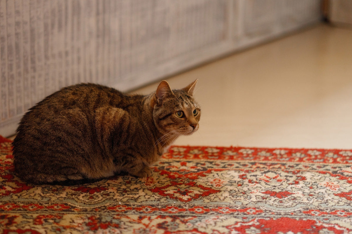 Brown tabby cat crouching on a patterned red rug.