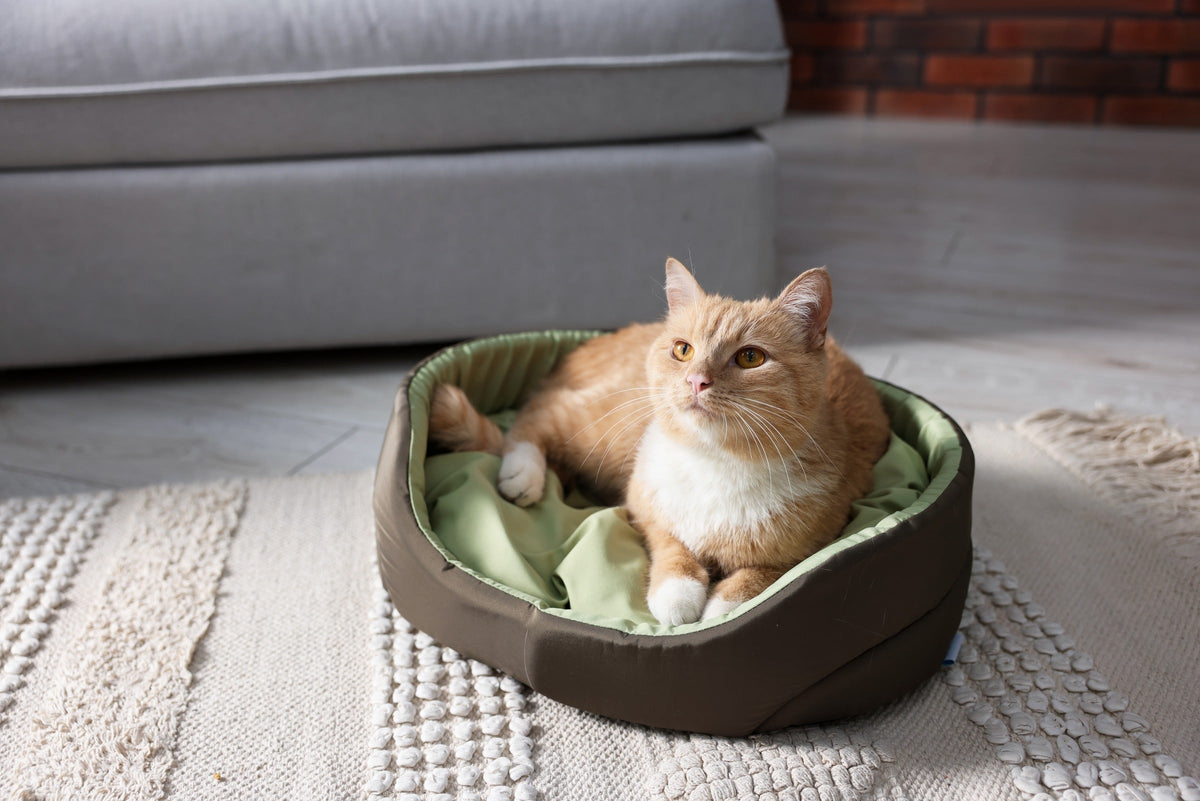 Orange-and-white cat resting in a green pet bed beside a sofa.