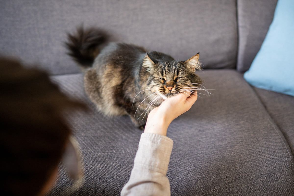 Long-haired tabby cat leaning its chin into a person's hand on a sofa.
