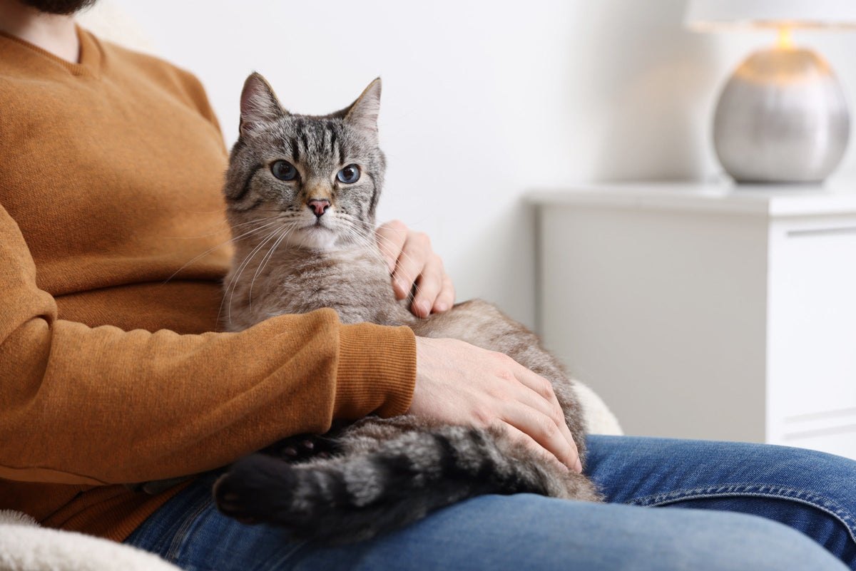 Tabby cat sitting on a person's lap while being stroked.