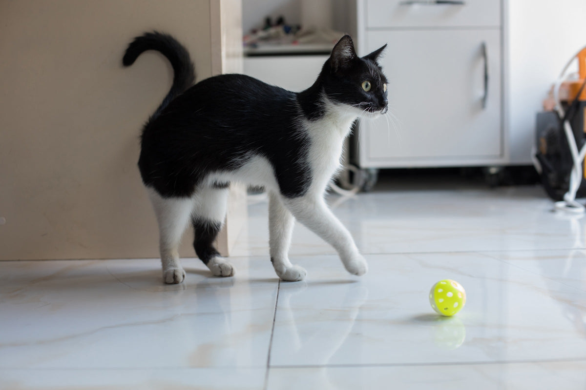 Black-and-white cat walking across a tiled floor beside a green toy ball.