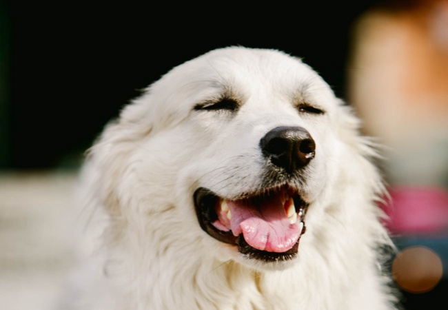 2025 Vet Guide: Why Is My Dog Sneezing a Lot? Causes, When to Worry & Care 🐶🤧