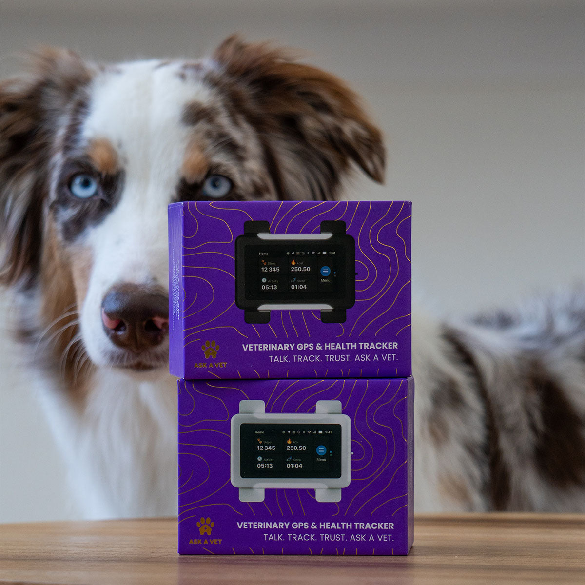 White / Gold | Smart GPS & Health Tracker: Merle Australian shepherd behind two purple tracker boxes