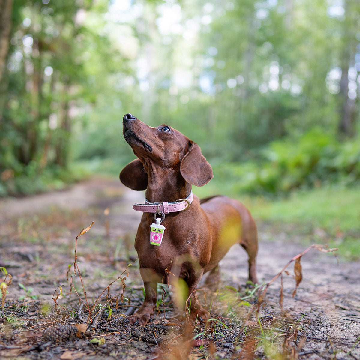 Sakura Matcha | Smart ID Tag: Dachshund on a forest path looking up, wearing the Sakura Matcha tag