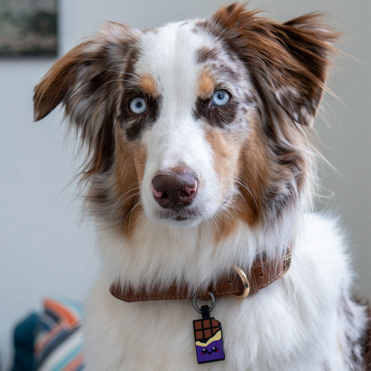 Chocolate Purple | Smart ID Tag: Australian Shepherd wearing the Chocolate Purple tag