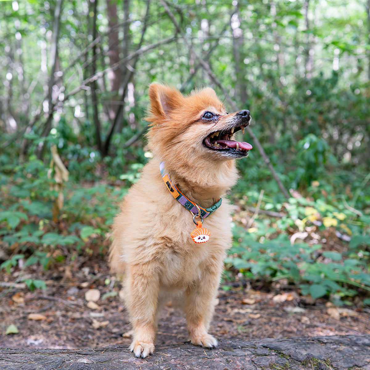 Salmon Sushi | Smart ID Tag: Small fluffy ginger dog on a forest path wearing the Salmon Sushi tag