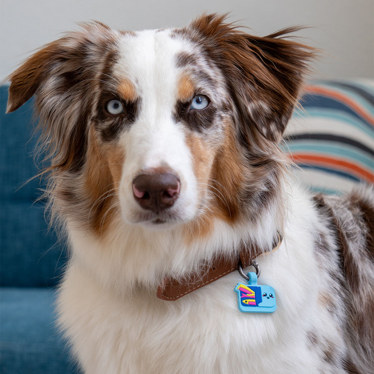 Sardines | Smart ID Tag: Australian Shepherd wearing the Sardines tag