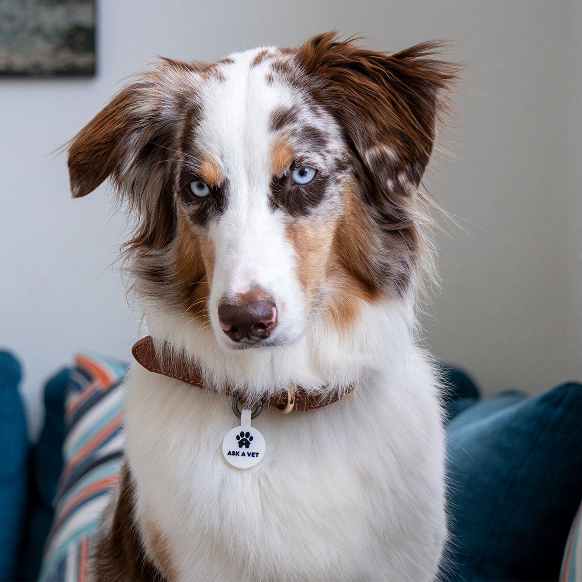White | Smart ID Tag: Australian Shepherd wearing the White round tag