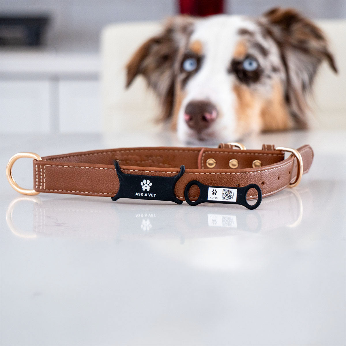 Slide-On | Smart ID Tag: Brown collar with the Slide-On tag on a table, an Australian Shepherd behind