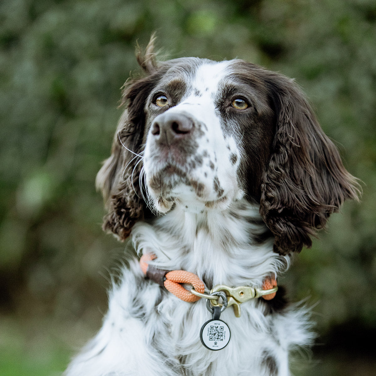 Black | Smart ID Tag: Spaniel wearing the Black round tag on a rope collar