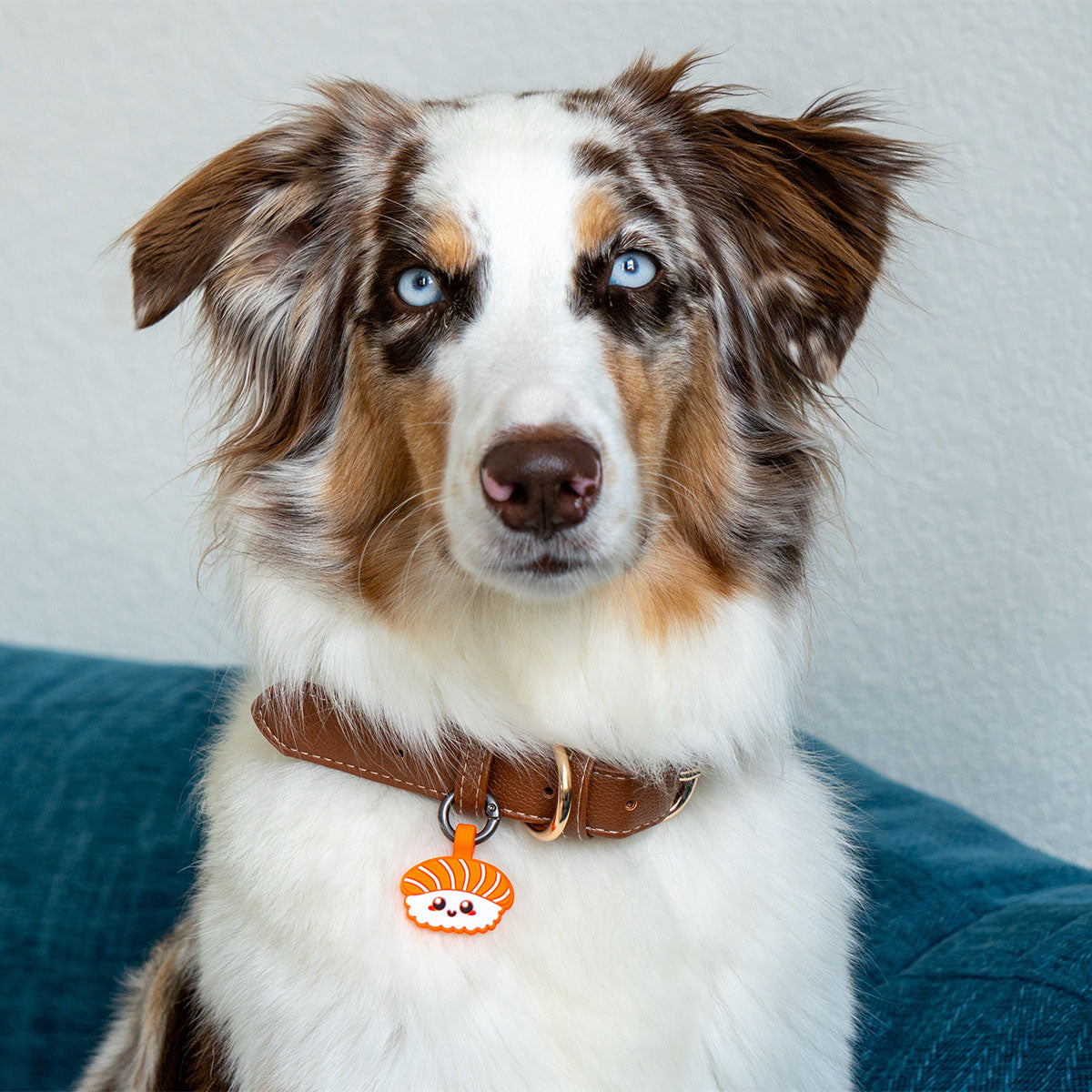 Salmon Sushi | Smart ID Tag: Australian Shepherd wearing the Salmon Sushi tag
