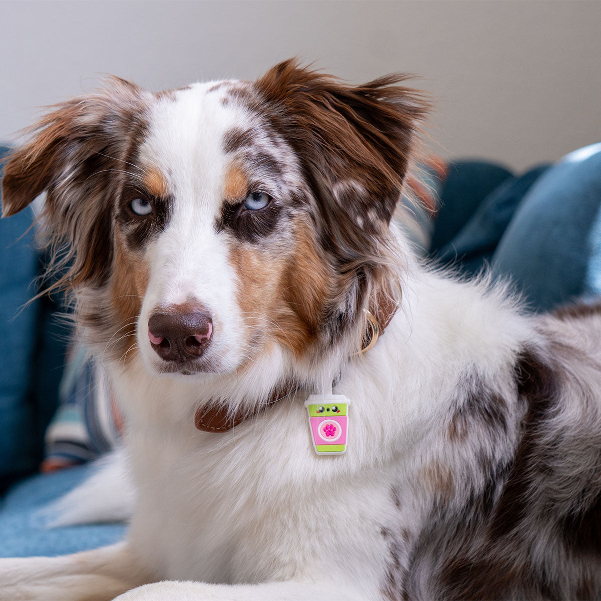 Sakura Matcha | Smart ID Tag: Australian Shepherd lying on a sofa wearing the Sakura Matcha tag