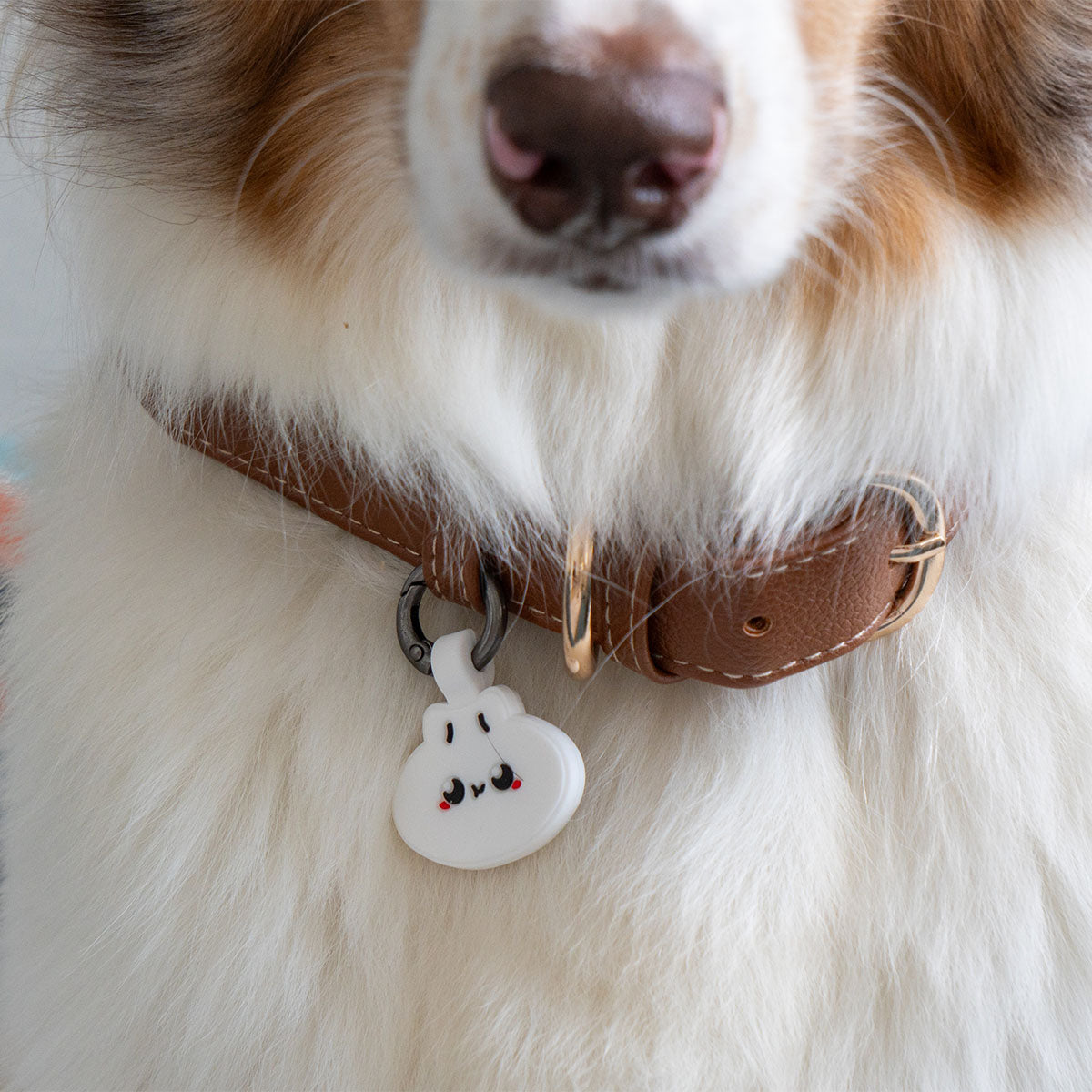 Dumpling | Smart ID Tag: Close-up of the Dumpling tag on an Australian Shepherd's collar