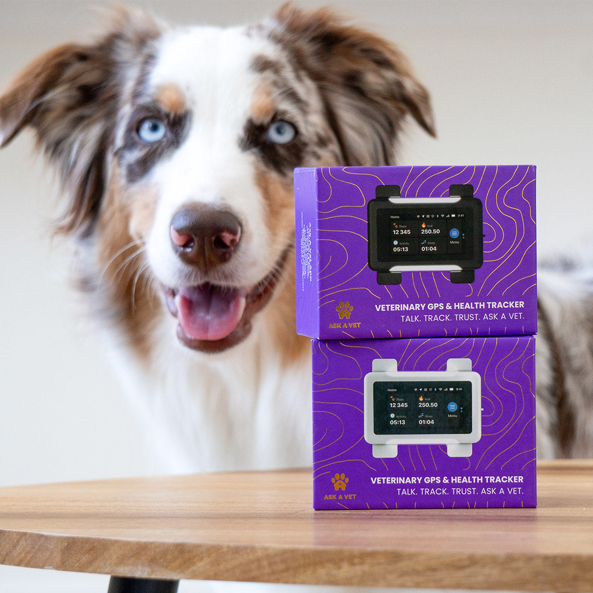 Black / Gold | Smart GPS & Health Tracker: Merle Australian shepherd behind two purple tracker boxes showing the black and white units
