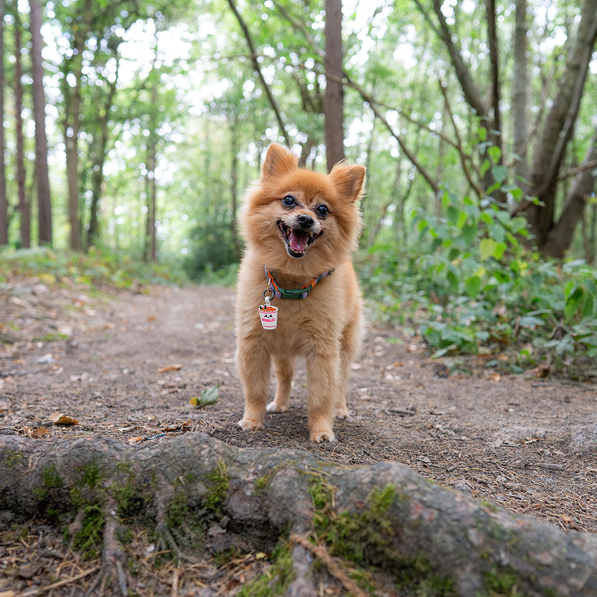 Ramen | Smart ID Tag: Small fluffy ginger dog on a forest path wearing the Ramen tag