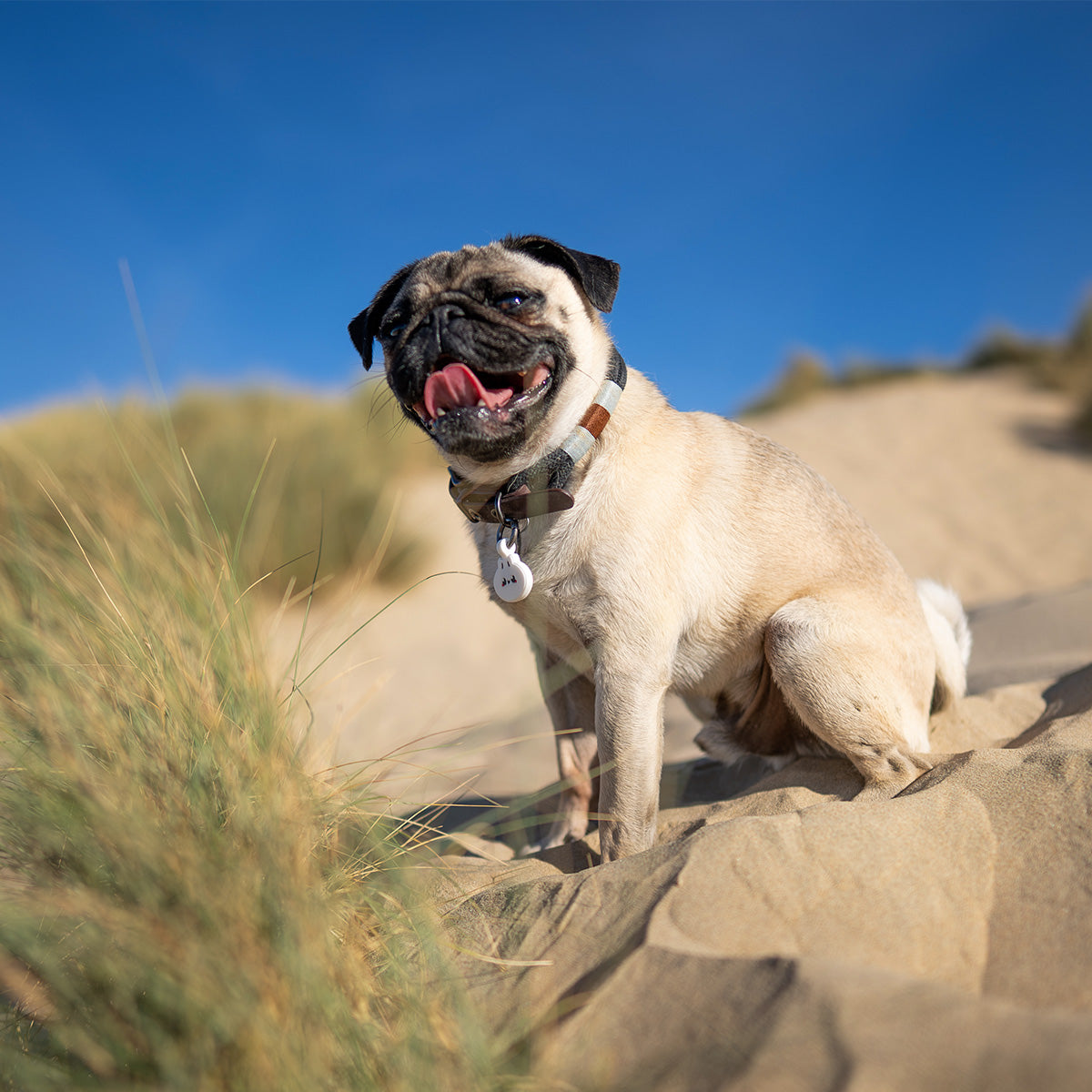 Dumpling | Smart ID Tag: Pug sitting in sand dunes wearing the Dumpling tag
