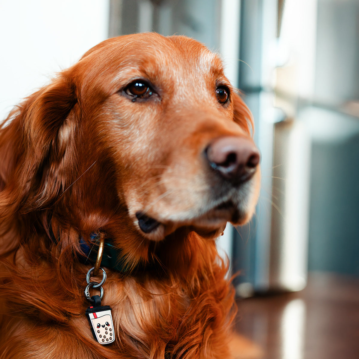 Boba | Smart ID Tag: Long-haired red dog indoors wearing the Boba tag