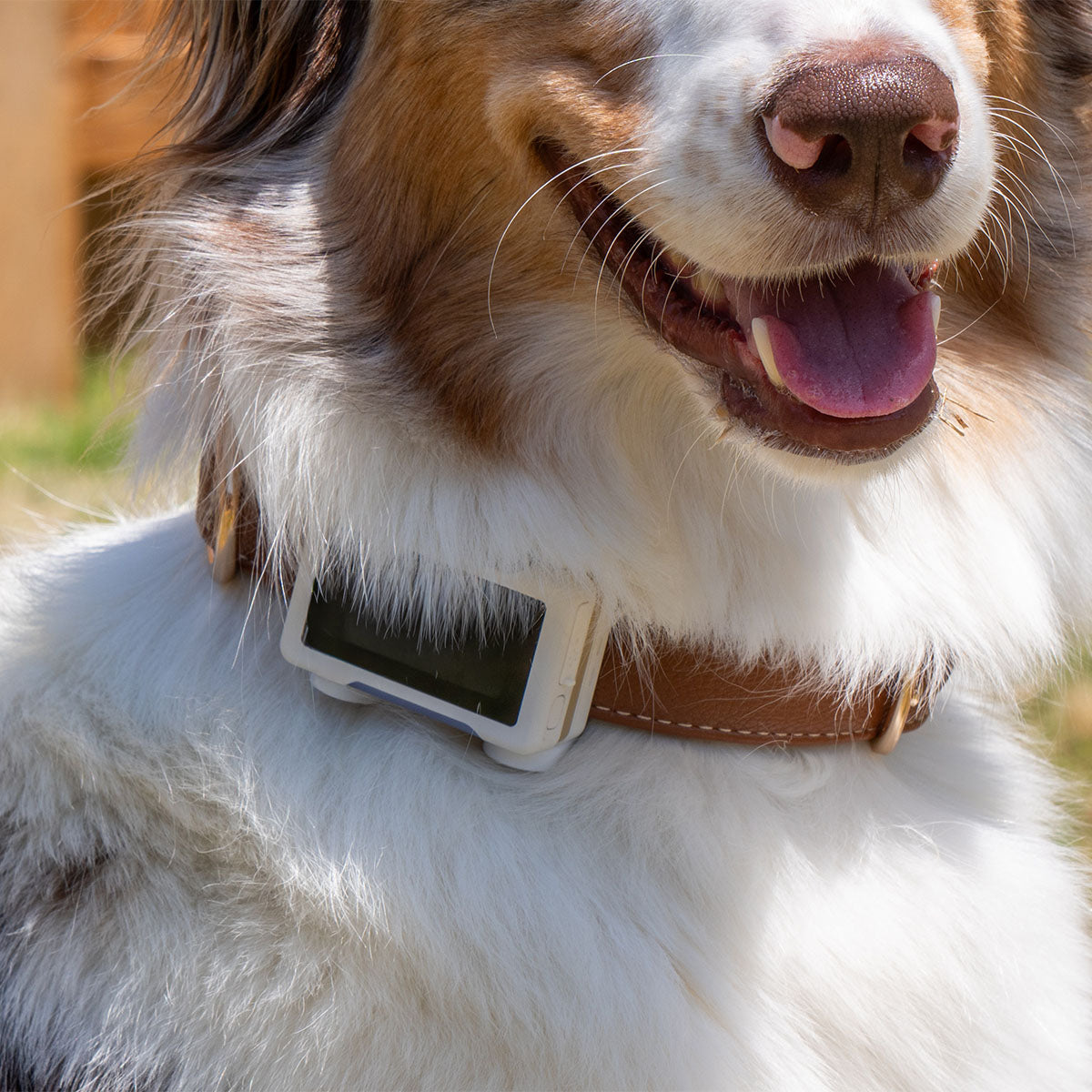White / Gold | Smart GPS & Health Tracker: Close-up of a smiling merle dog wearing the tracker on a brown collar