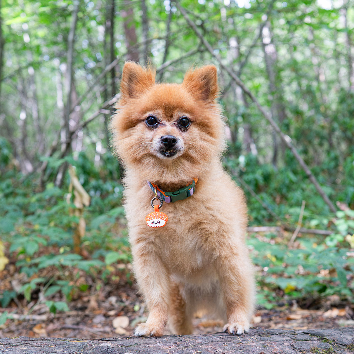 Salmon Sushi | Smart ID Tag: Small fluffy ginger dog in the woods wearing the Salmon Sushi tag