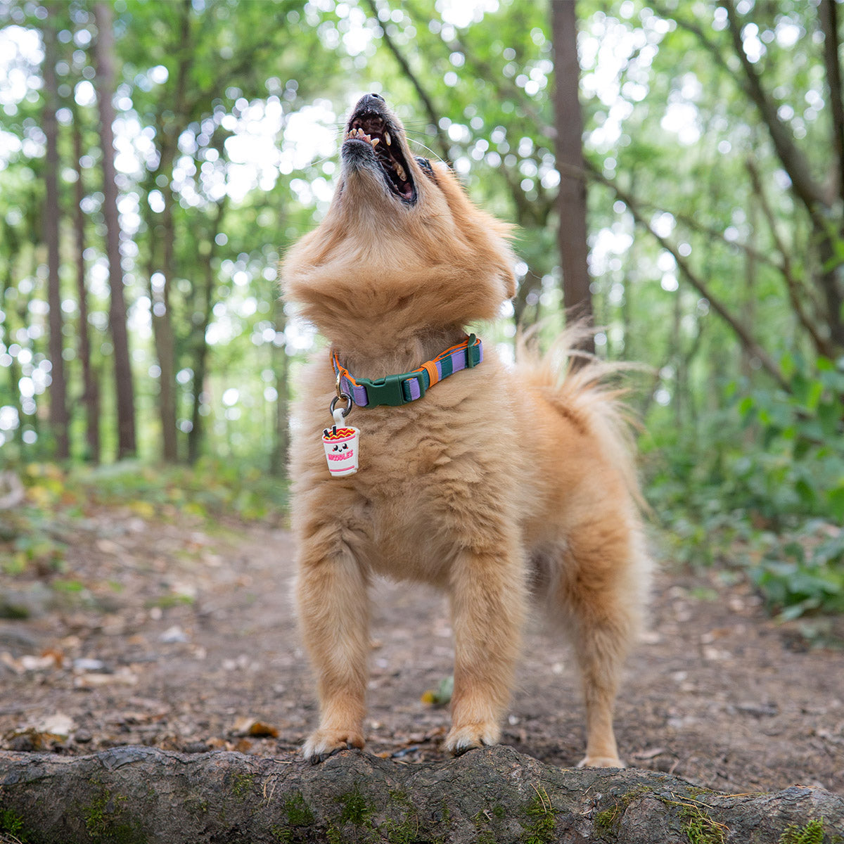 Ramen | Smart ID Tag: Small fluffy ginger dog in the woods looking up, wearing the Ramen tag