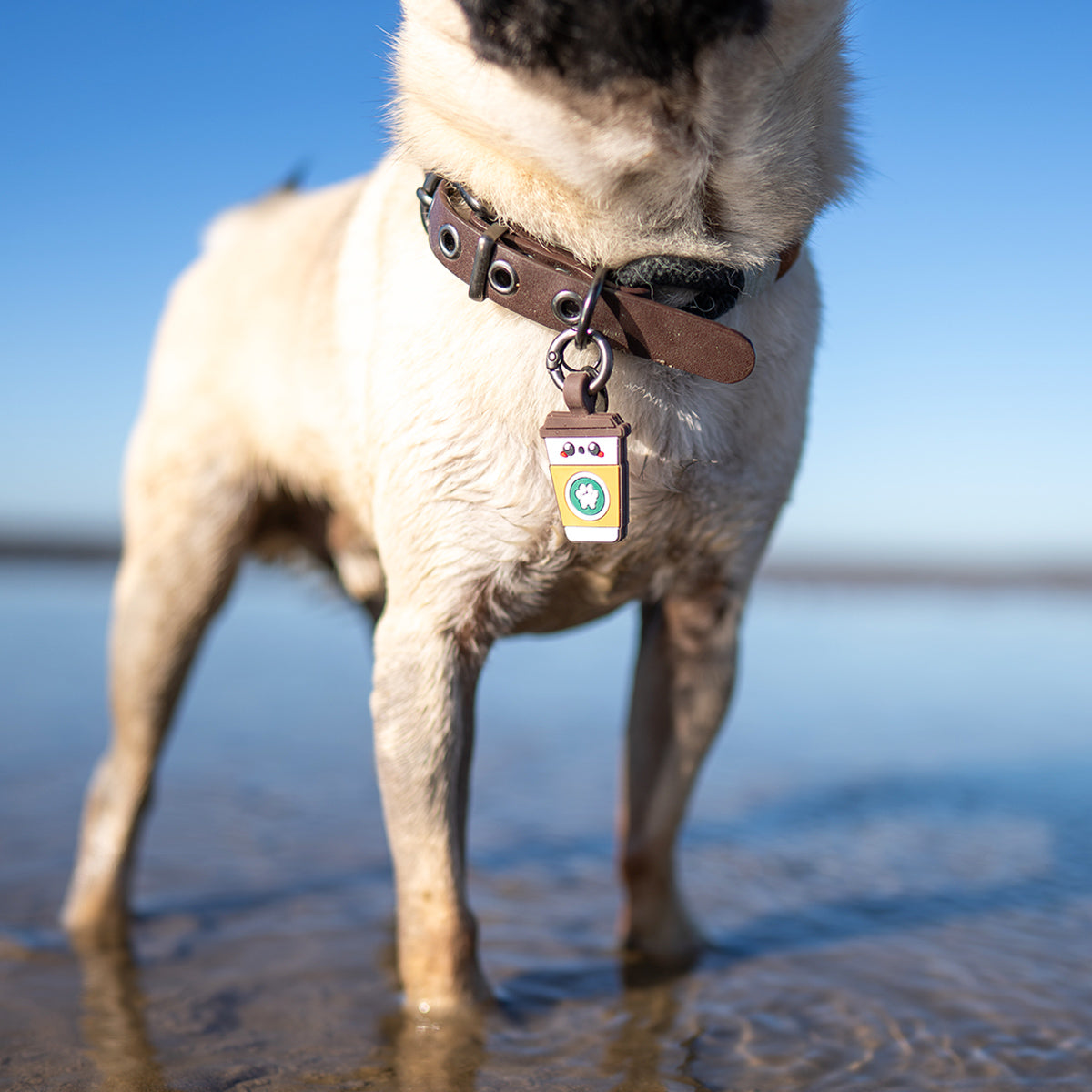 Coffee | Smart ID Tag: Close-up of the Coffee tag on a pug's collar at the beach