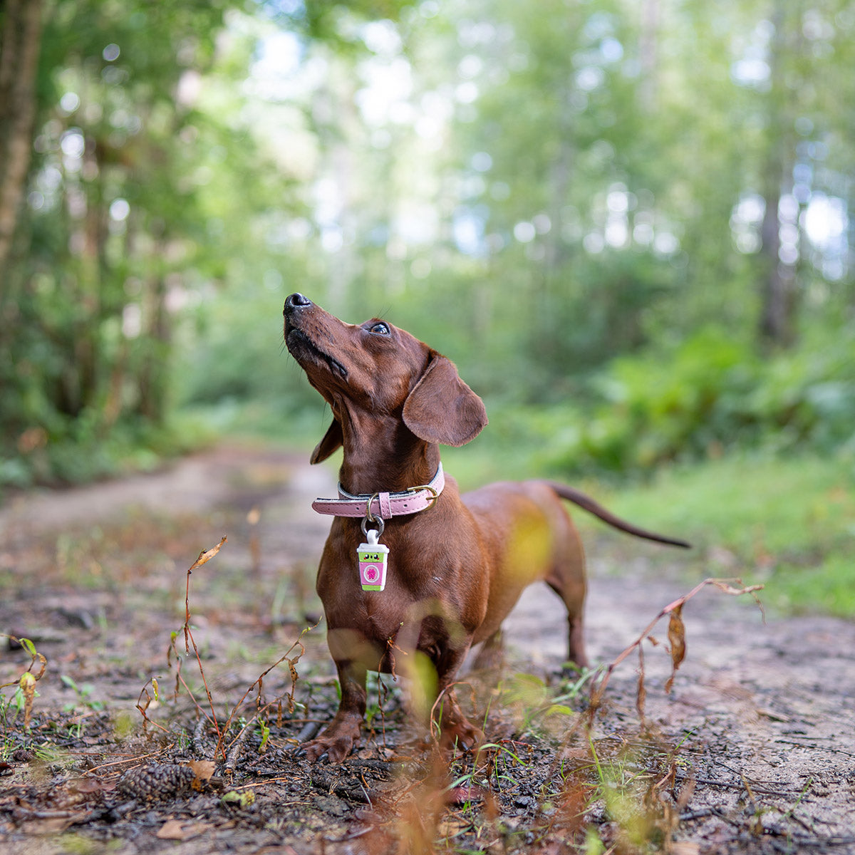 Sakura Matcha | Smart ID Tag: Dachshund standing on a forest path with the Sakura Matcha tag