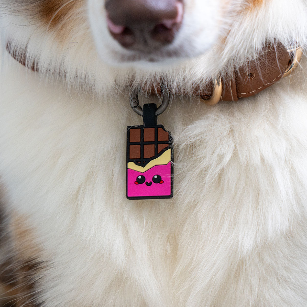 Chocolate Pink | Smart ID Tag: Close-up of the Chocolate Pink tag on an Australian Shepherd's collar