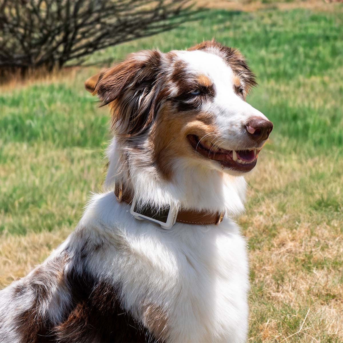 White / Gold | Smart GPS & Health Tracker: Merle Australian shepherd on grass wearing the White / Gold tracker on a brown leather collar