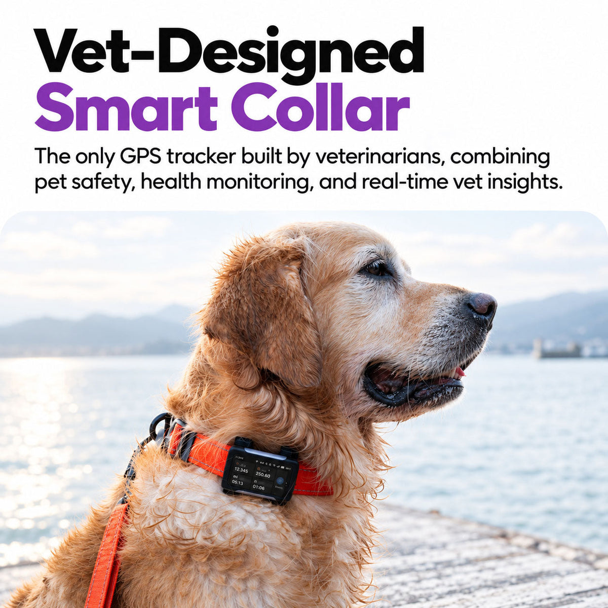 Black / Gold | Smart GPS & Health Tracker: The Black / Gold tracker with the map, home and profile screens of the Ask A Vet app on three phones