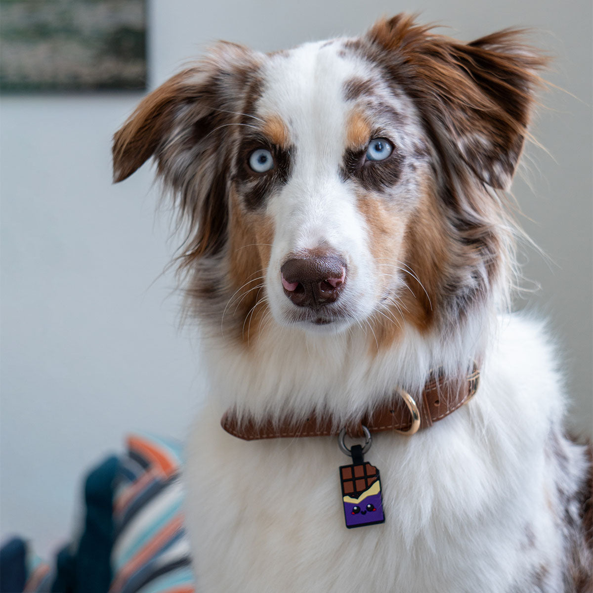 Chocolate Purple | Smart ID Tag: Australian Shepherd looking ahead, wearing the Chocolate Purple tag on a brown collar